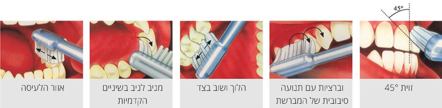 הדרכה של שיננית - המחשה של צחצוח שיניים נכון